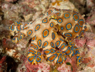 Blue Ring Octopus - Photo Copyright Jeff Mullins 2012