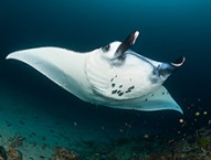 Manta Ray - Copyright Jeff Mullins 2010