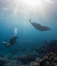 Photographing Manta Ray - Photo Copyright Jeff Mullins 2012