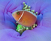 Underwater Photography Courses