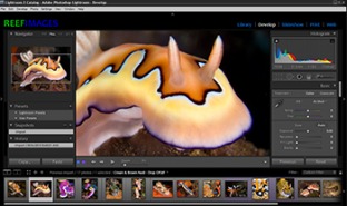 Underwater Photo Editing Course